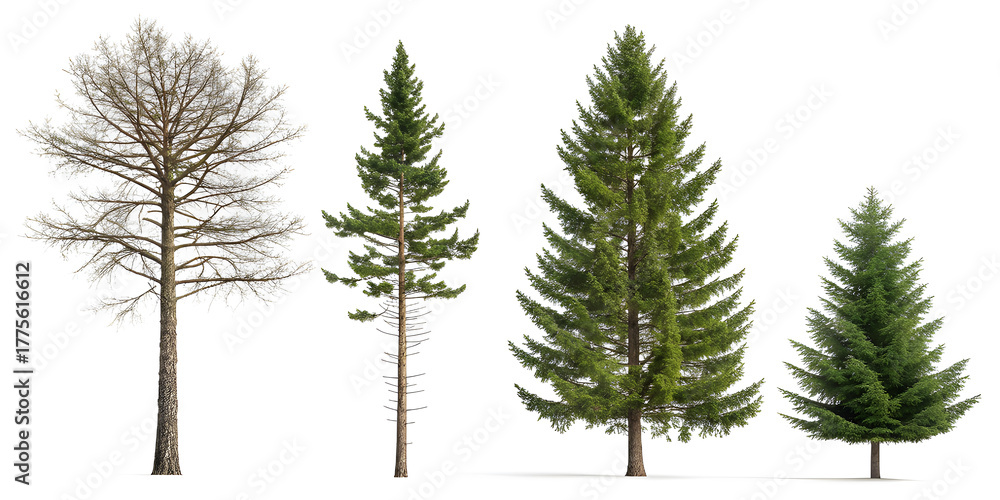 Fototapeta premium Four diverse evergreen trees and one deciduous tree against a white background