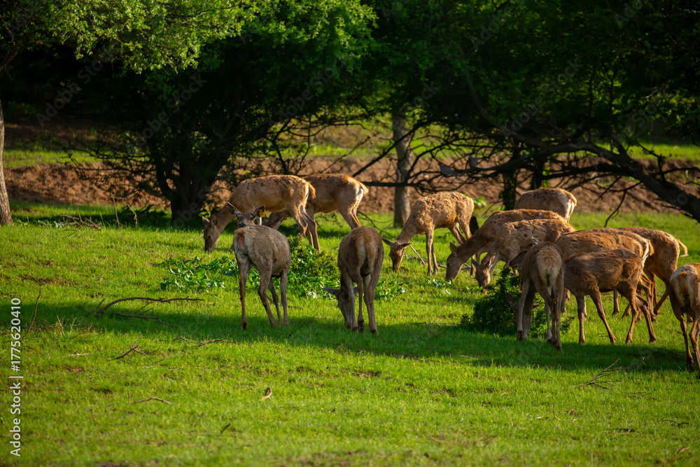 Naklejka premium Beautiful sika deer in the autumn forest against the background of colorful foliage of trees. The deer looks to the sides and chews the grass. Fabulous forest autumn landscape with wild animals.