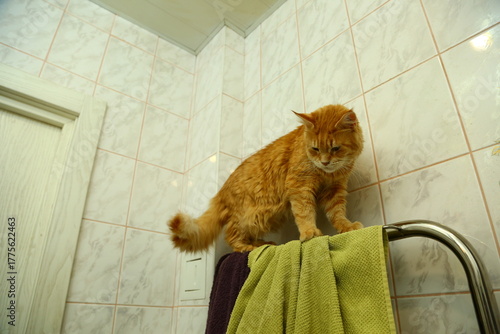 Fun maine coon orange cat standing on the warm towel dryer and looking down wanting to jump. Cute fun pet with beauty eyes. Natural emotion animal portrait at home in bathroom. Closeup