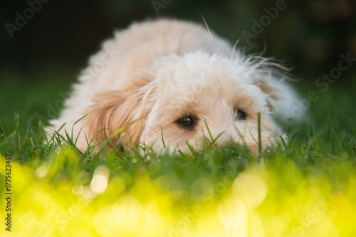 Close-up of Shy Maltipoo Puppy Lying in Green Grass