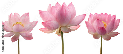 Three delicate pink lotus flowers against a black background
