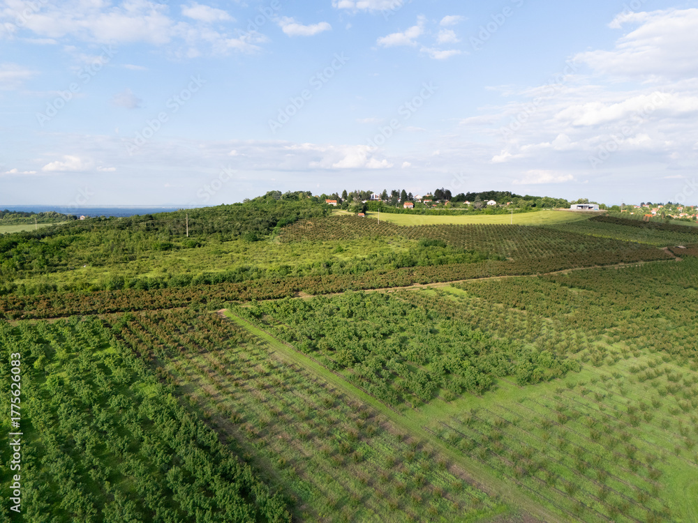 Naklejka premium Aerial view of agricultural land. Valley of fruit farms