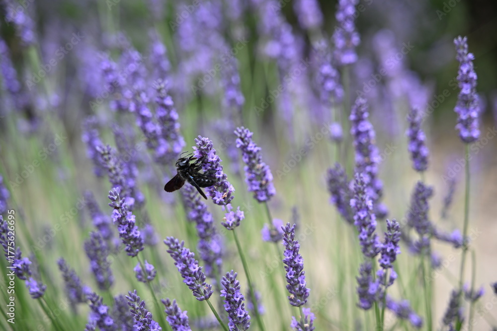 Fototapeta premium France, Provence - detailed view of a Carpenter bee inside lavender