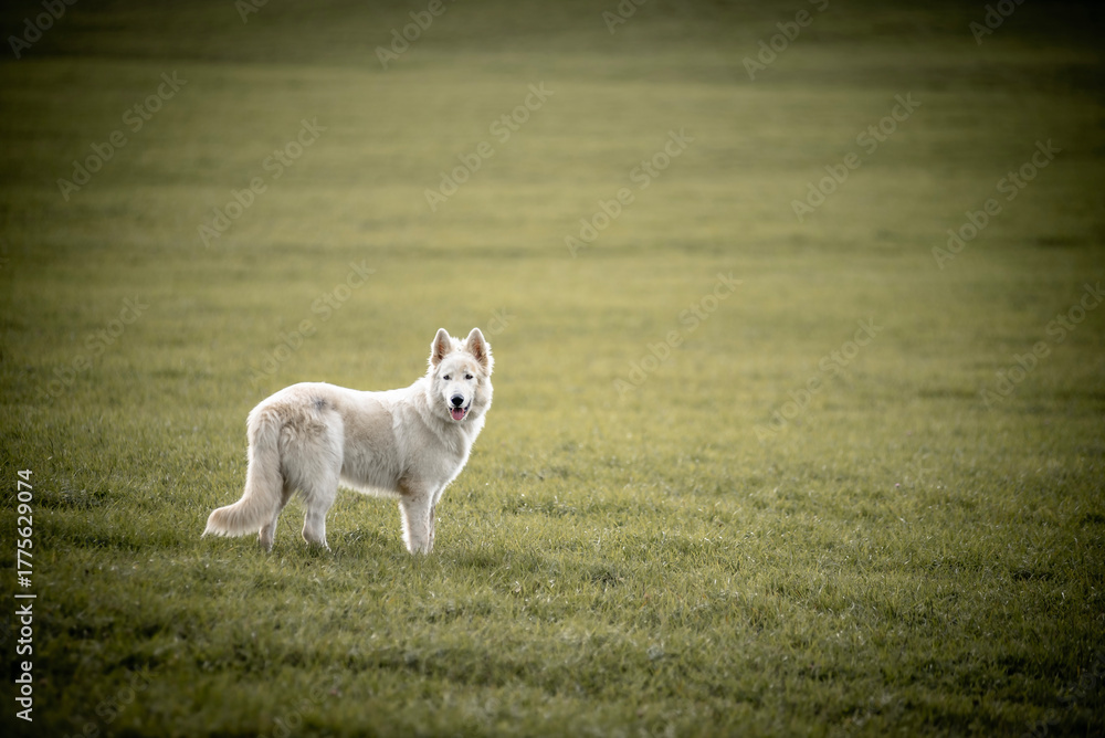Obraz premium portrait of a white dog