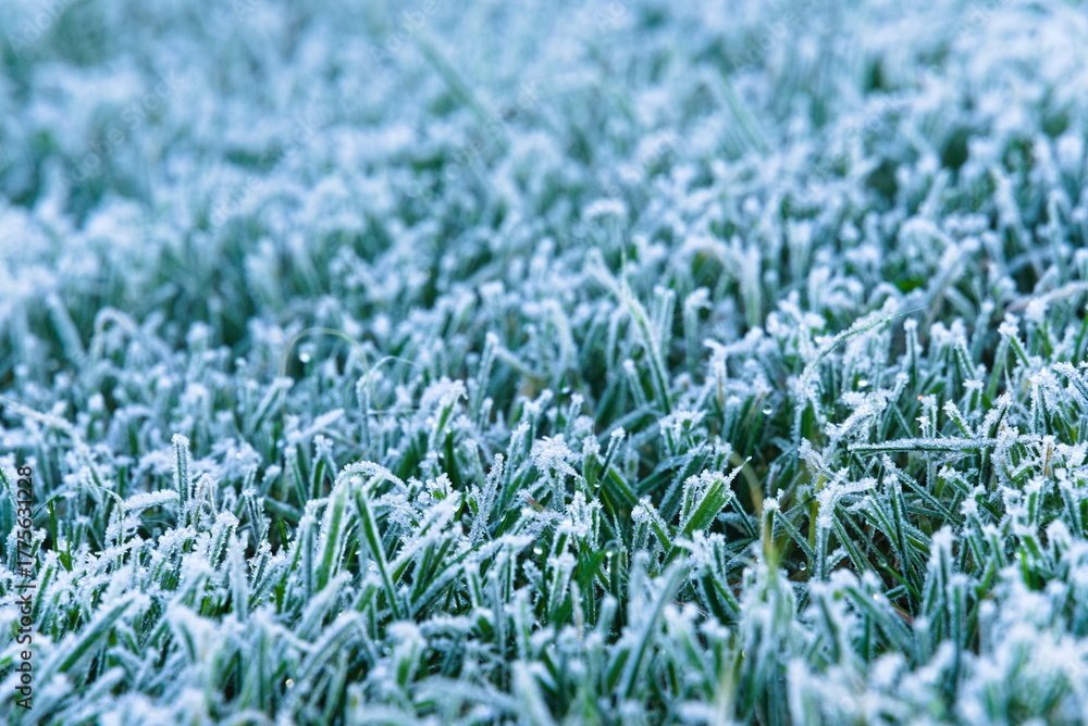Obraz premium Kälteeinbruch zeigt Raureif am Rasen