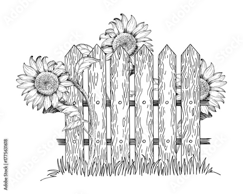 Sunflowers growing near the fence. Vector ink styled handmade illustration. For packaging design, cards, cover, prints, product labels and fabric.