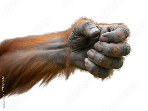 Orangutan fist gesture showing raw power and primal strength