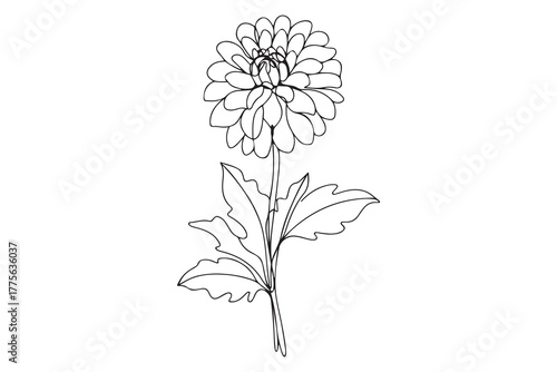 Single one line drawing dahlia flower. Beautiful flower concept. Continuous line draw design. one line Icon drawing with white background