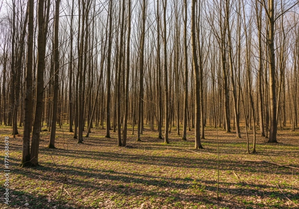 Fototapeta premium A dense forest with tall, bare trees and a sunlit forest floor covered in dry leaves and sparse grass