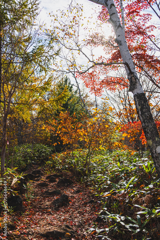 Fototapeta premium 秋の乗鞍高原 MBTトレイル