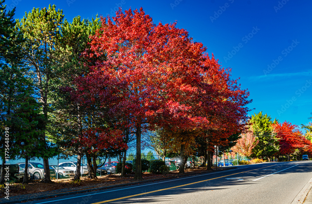Naklejka premium Burien Street Autumn Hues 5