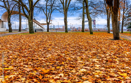 Late autumn. Continuous blanket of fallen leaves in old public park, with rai...