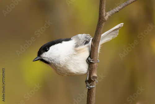 The brown-headed nut