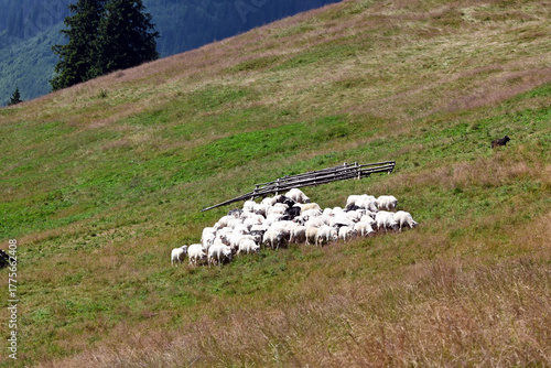 Rusinowa Polana, one of the most scenic clearings in the Polish Tatra Mountains. Tatra National Park, Zakopane, Poland.  Sheep grazing in the meadow