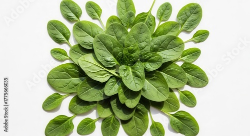 Fresh Spinach Leaves Arranged Beautifully Presenting Natural Greenery on a White Backdrop