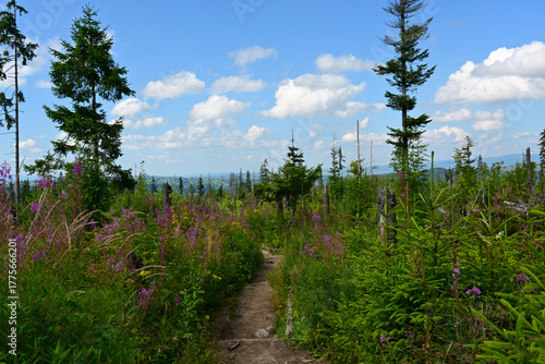 Mountain trail from Toporowa Cyrhla to Wielki Kopieniec mount. Hiking trail in the Western Tatras. Tatra National Park, Zakopane, Poland