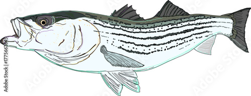 A full color Striper fish or Striped Bass in action 