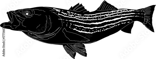 A Striper Fish silhouette with white outline 