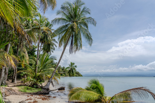 Fototapeta Naklejka Na Ścianę i Meble -  Panama, Isla Colon, Starfish Beach, Bocas del Toro, 
