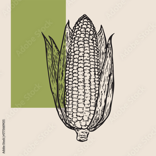 Minimalist line art corn illustration for organic food logo, food label, packaging, restaurant menu, patterns, art prints, book illustration or botanical and kitchen design.
