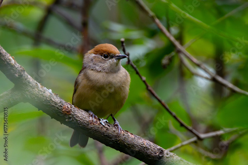 Black-headed Warbler