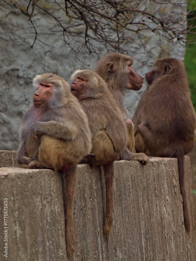Fototapeta premium baboon tails