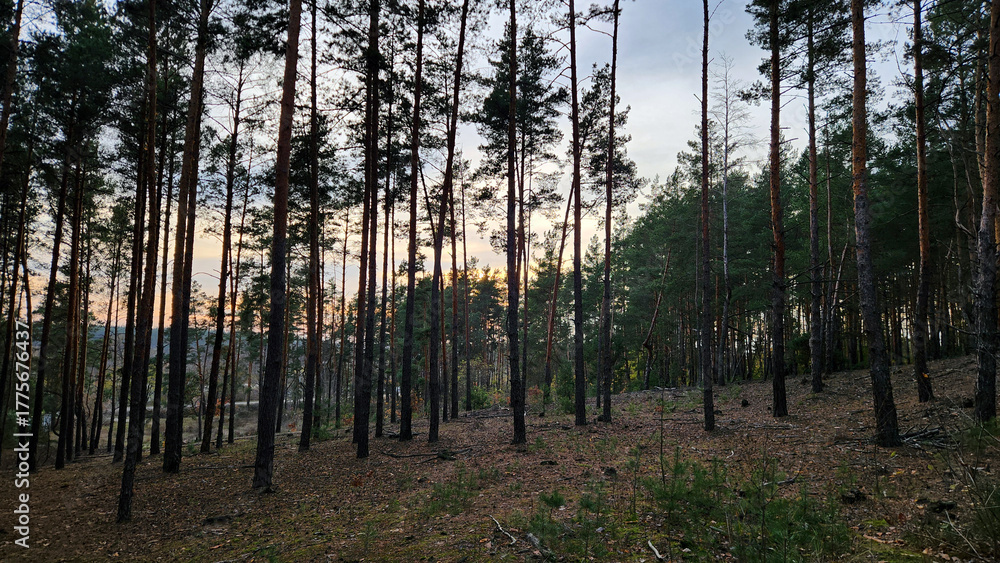 Fototapeta premium Serene pine forest at sunset