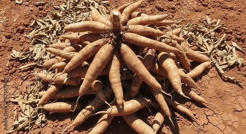 Freshly Harvested Cassava Roots Piled on Soil Showing Abundance After The Harvest