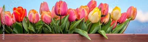Vibrant Tulips in Bloom with Colorful Petals and Fresh Green Leaves Against a Soft Blue Background
