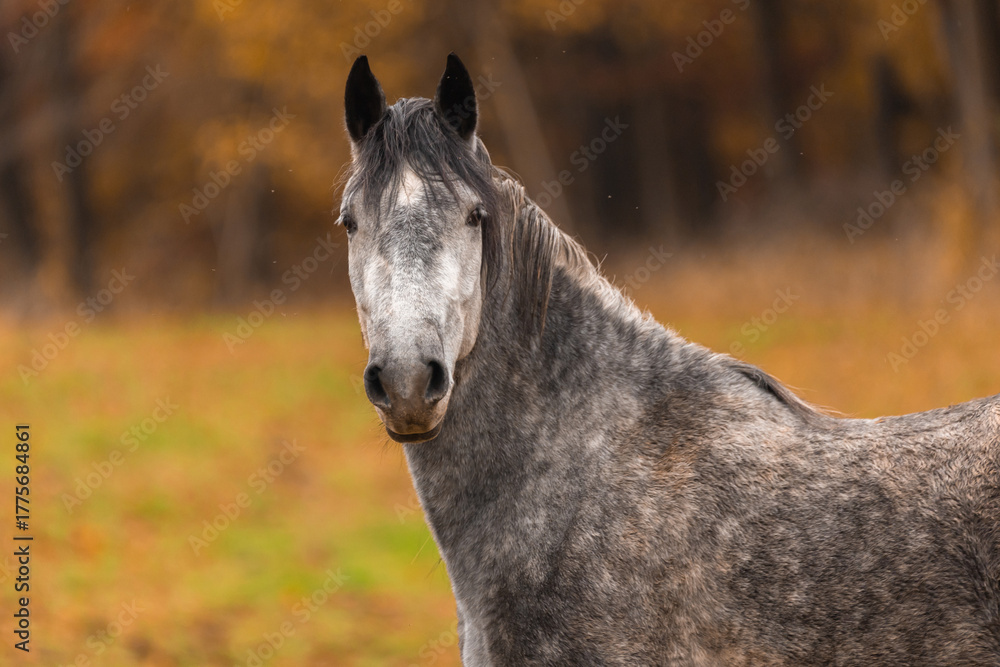 Obraz premium Schimmelportrait im Herbst