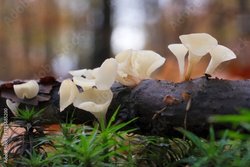 Group of little mushrooms Hymenoscyphus gray  (commonly known as the gray jelly drops or gray goblet) in forest 