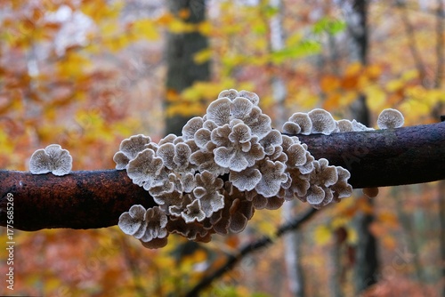 Close up of group of mushrooms Plicaturopsis crispa (crimped gill or crispling) on branch in forest