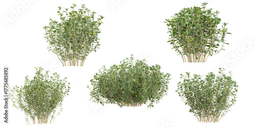 Foto Collection of Thymus plants on transparent background