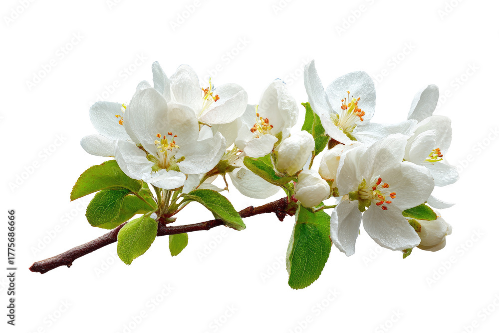 Obraz premium Close-up of a branch with clusters of delicate white apple blossoms and budding leaves