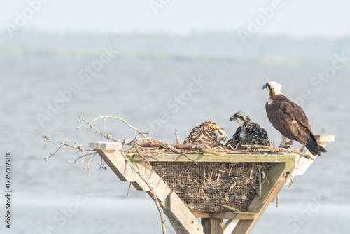 Εκτύπωση καμβά adult osprey and their offspring brood in the summer fledgelings along Chesapeak