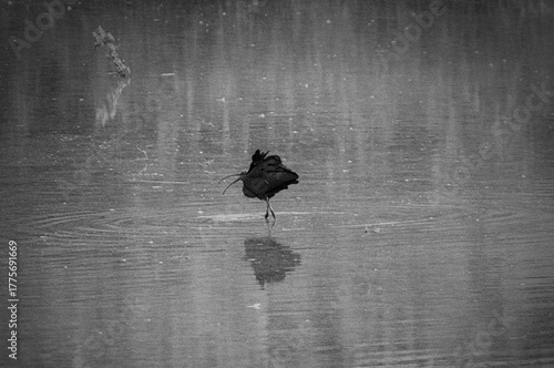 Glossy Ibis in Motion - Open wings - Black and white - Fuente del Rey Lagoon