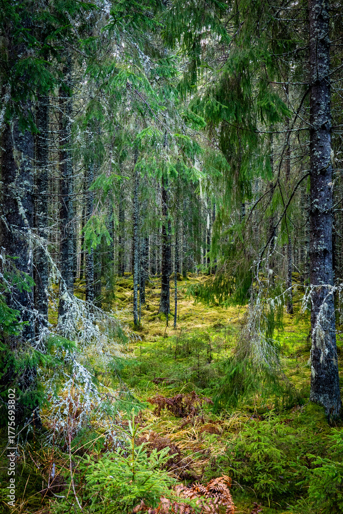 Fototapeta premium Forest in late autumn