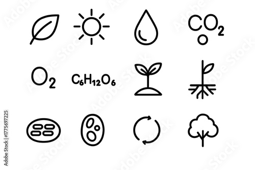 Photosynthesis Icon Set. Photosynthesis process. Line outline icon set of photosynthesis process: leaf,