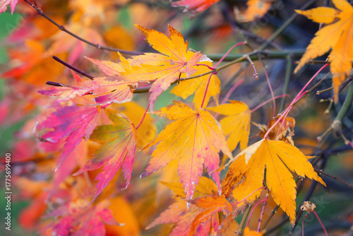 Yellow, orange and red leaves of the Japanese maple Acer palmatum 'Orange Dream'