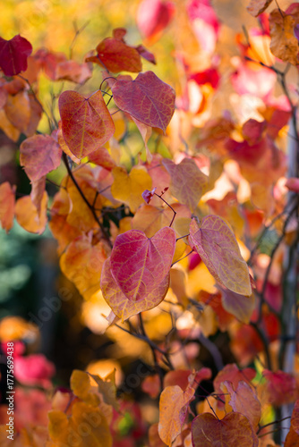 Eastern redbud tree 