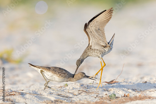 Greater yellowlegs and willet fighting on the beach.