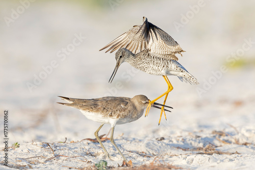 Greater yellowlegs and willet fighting on the beach.