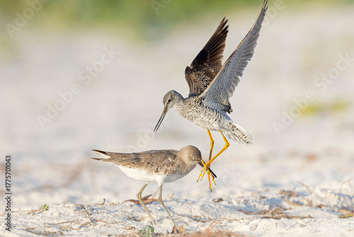 Greater yellowlegs and willet fighting on the beach.