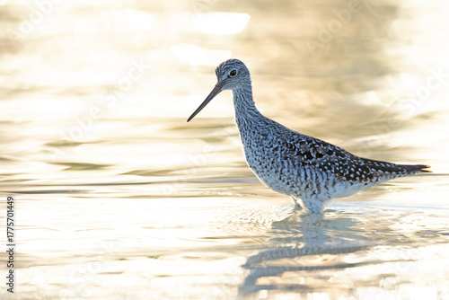 A greater yellowlegs (Tringa melanoleuca) foraging in shallow water.