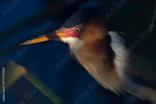  An adult least bittern (Botaurus exilis) hiding in the reeds.