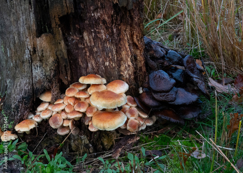 Brick caps, also known as Chestnut mushrooms, growing on rotting wood. Both fresh and rotting mushrooms