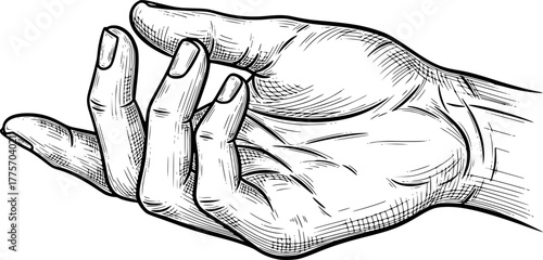 Vintage hand illustration in black line art style. This detailed vector illustration features an outlined design with sharp elements and fine texture.
