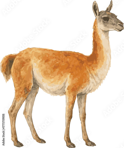 Watercolor vector illustration of a guanaco