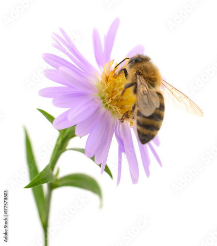 Honey bee on purple flower isolated on white background