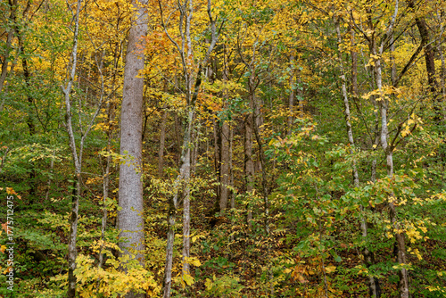 Trees on the hillside turning color